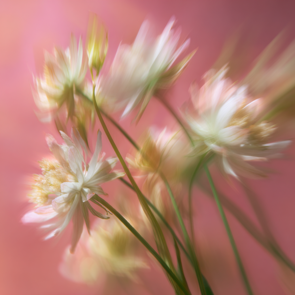 Fleurs Blanches + Amber Desire